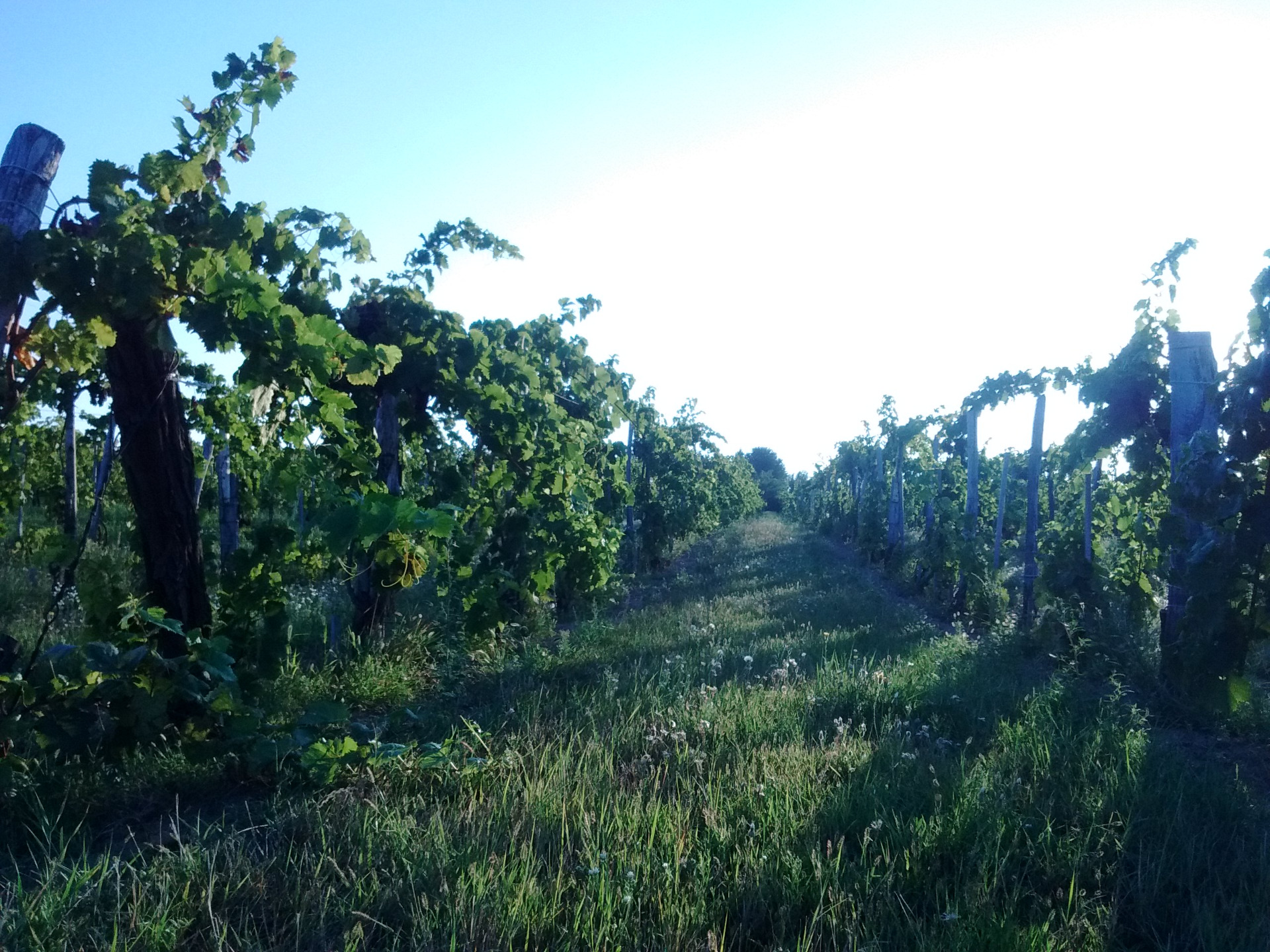 Vineyard in the morning sunlight.