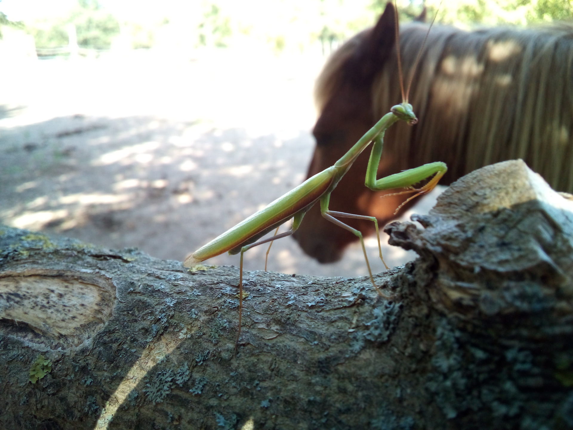 Praying Mantis on the horse fence