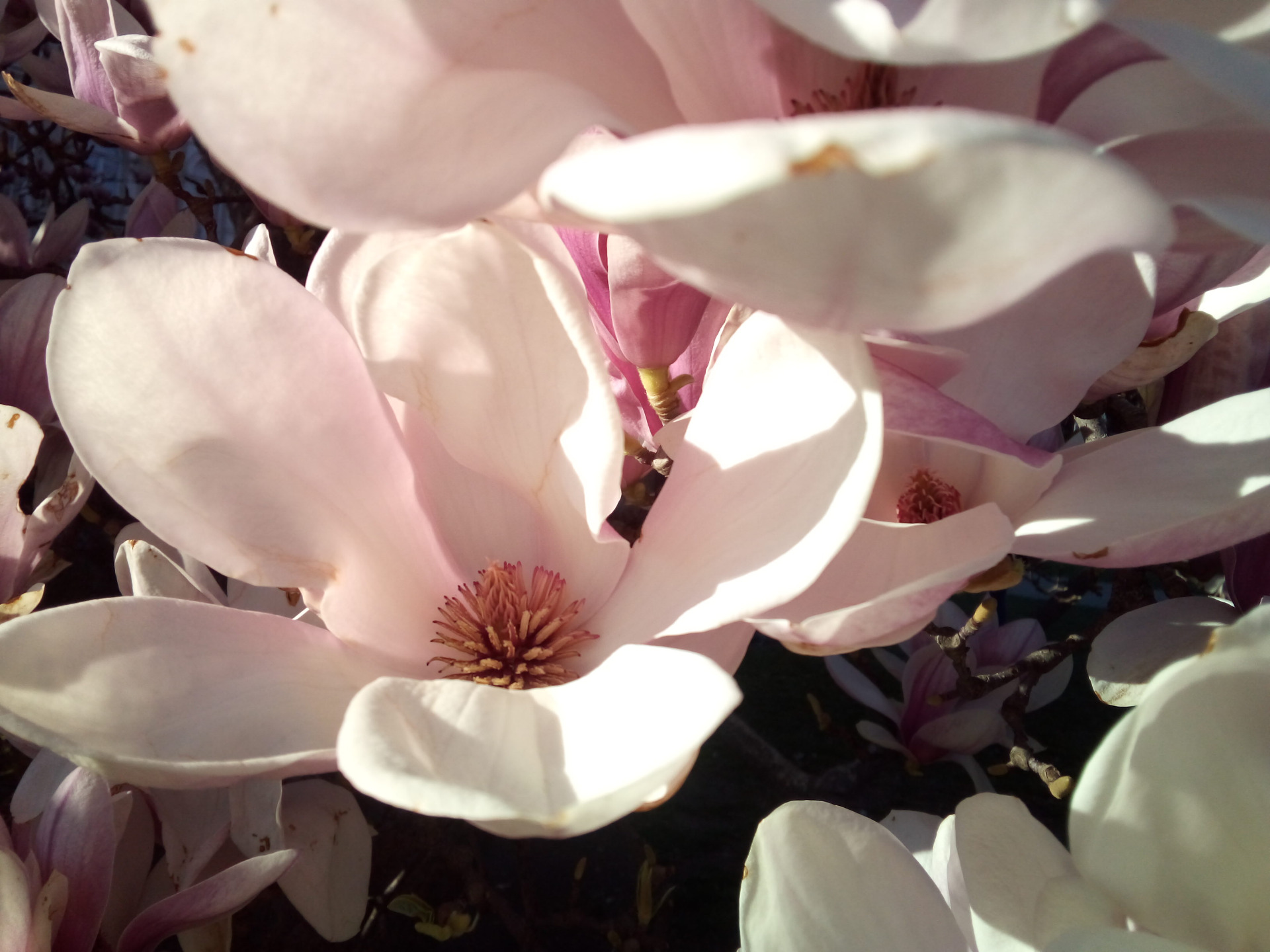 Magnolia flower